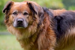 Que cache l'air coupable d'un chien ?