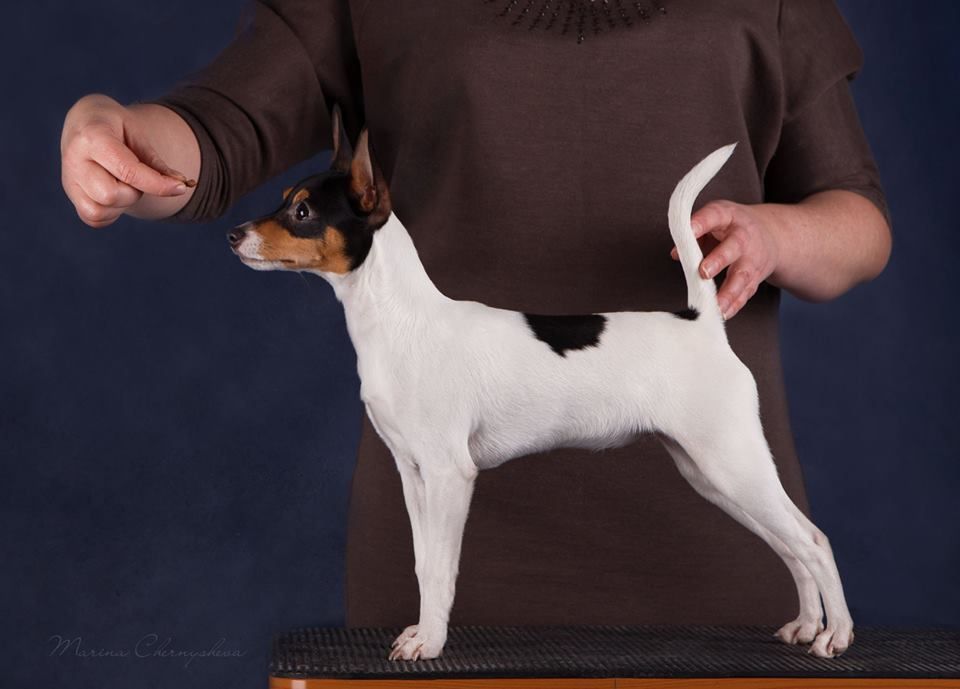 un toy fox terrier