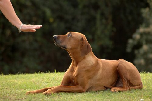 chien en pleine séance de dressage