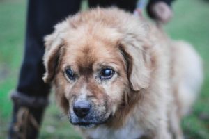 Conseils pour s'occuper d'un chien aveugle