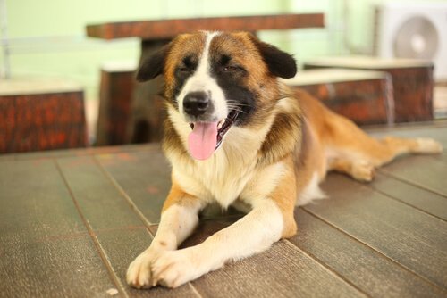 chien aveugle couché