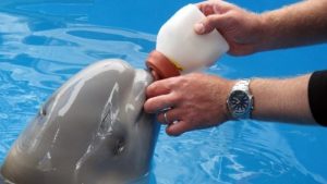 Un bébé béluga a été secouru