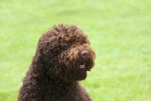 Découvrez le Barbet