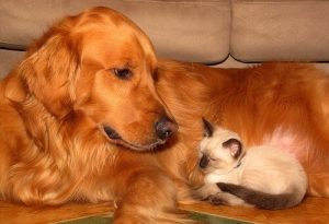 Prendre soin du bien-être de votre animal de compagnie