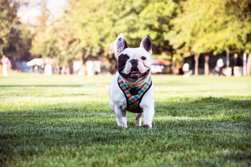 Le Bulldog Français Un Chien Affectueux Et Intelligent