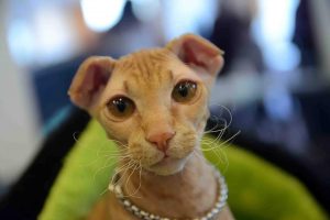 Le chat ukrainien Levkoy