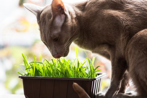 un chat mange de l'herbe à chat