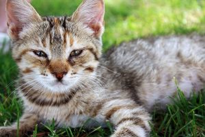 Non, les chats ne sont pas plus intelligents que les chiens