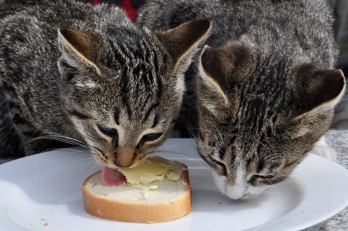 deux chats mange un toast au beurre
