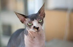 4 races de chats exotiques