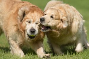 Morsures de chien : que faire pour les éviter