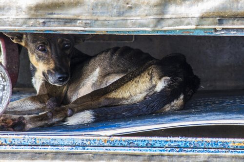 chien victime d'une catastrophe naturelle