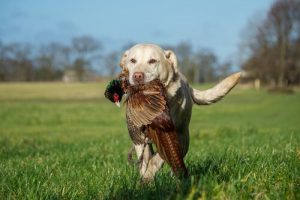 Comment savoir si votre chien est un chien de chasse ?