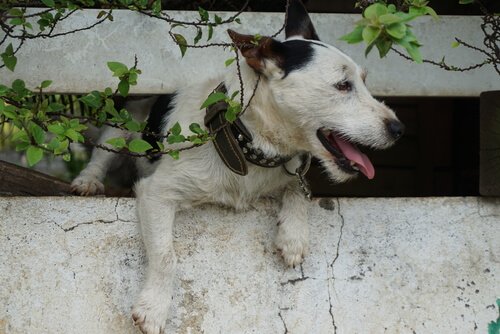 Un chien s'échappe de la maison par un trou dans le mur