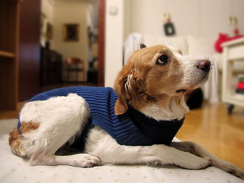 chien couché et effrayé