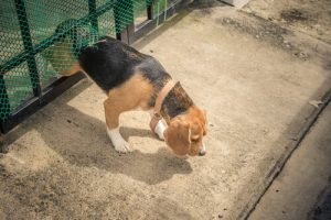 Les raisons pour lesquelles un chien s'enfuit de la maison