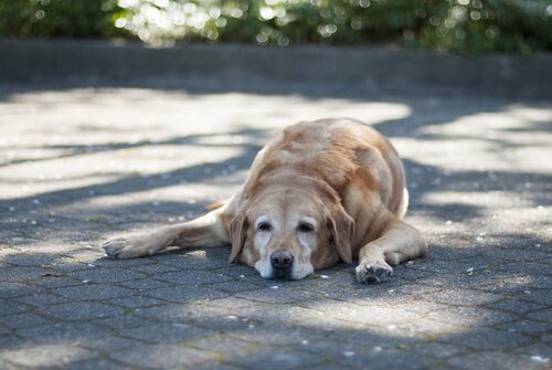 un chien couché à l'ombre