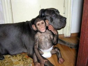 Quel animal a l'intelligence logique la plus développée?