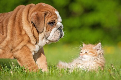 un jeune bouledogue anglais et un chaton jouent dans l'herbe
