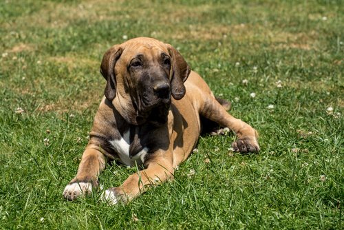 un fila brasileiro allongé dans l'herbe