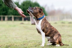 Comment diagnostiquer la surdité chez les chiens ?
