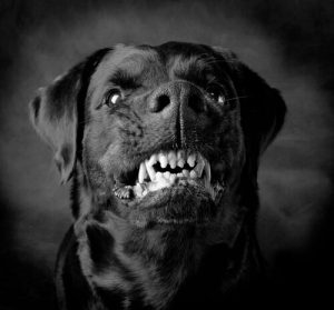Chiens agressifs : instinct ou éducation ?