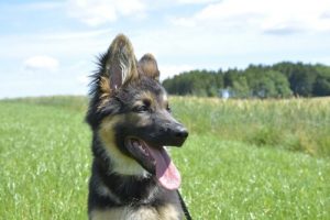 A quoi ressemble la puberté chez les chiens ?