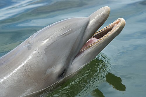 Dauphin qui sort la tête de l'eau