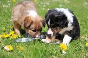 Quelques conseils pour sociabiliser un chien