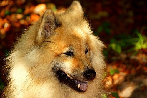 Eurasier de profil