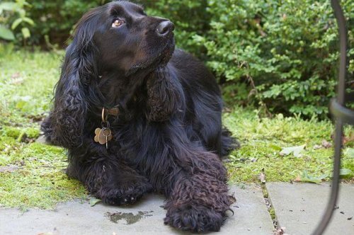 Field Spaniel noir