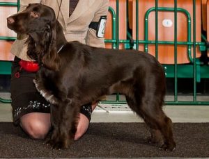 Le Field Spaniel, un chien très spécial