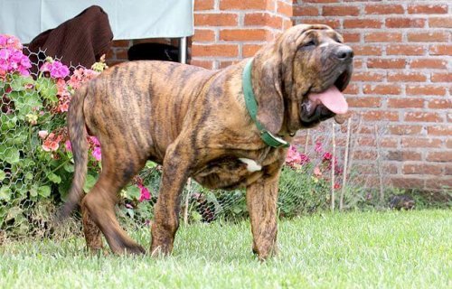 un fila brasileiro dans un jardin
