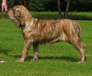 Le Fila brasileiro