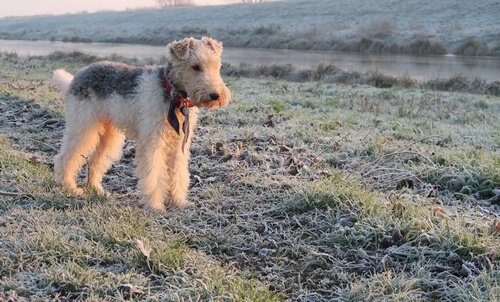 fox terrier à poil dur dans la nature