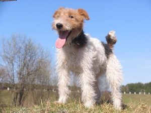 Le fox-terrier à poil dur