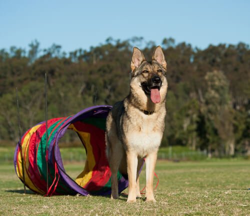 Un chien est dans un parc, il tire la langue et attend de jouer