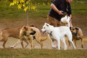 4 jeux alternatifs à la balle pour votre chien