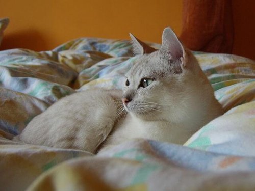 un chat burmilla allongé