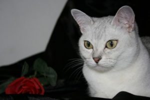 Connaissiez-vous le chat Burmilla ?