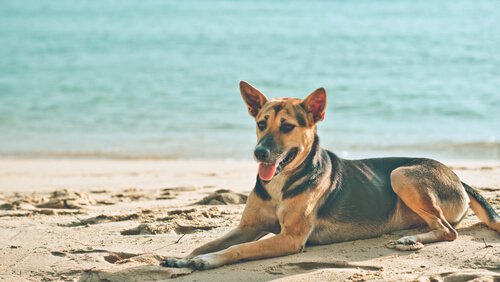Pourquoi est-ce que mon chien aime se coucher au soleil ?