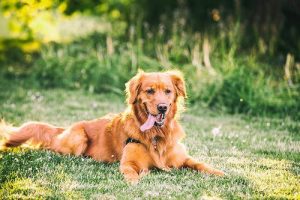 10 mythes sur les chiens