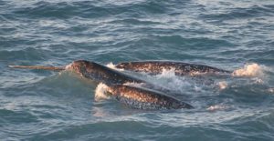 Le narval : la licorne des mers