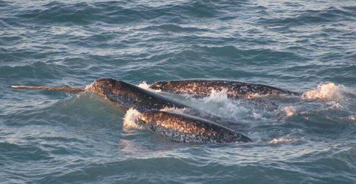 Le narval : la licorne des mers - My Animals