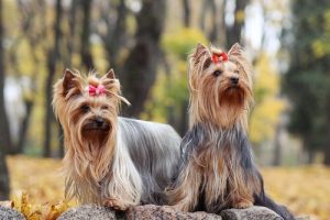 Comment gérer les chaleurs d'une chienne à la maison