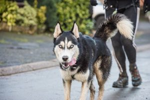 Perdre du poids avec son chien