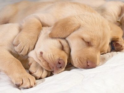 chiots qui dorment blottis l'un contre l'autre