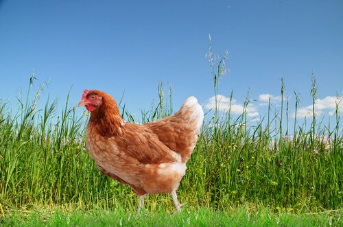 une poule dans un pré