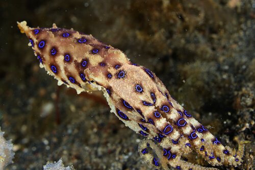 Poulpe dans l'eau