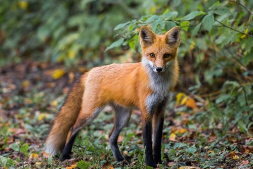 un renard commun dans la forêt